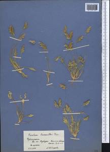 Trisetaria loeflingiana (L.) Paunero, Middle Asia, Syr-Darian deserts & Kyzylkum (M7) (Uzbekistan)
