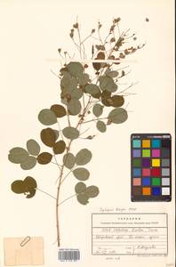 Lespedeza bicolor Turcz., Siberia, Russian Far East (S6) (Russia)