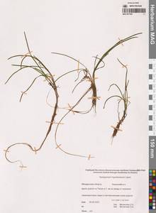 Sparganium hyperboreum Laest. ex Beurl., Siberia, Chukotka & Kamchatka (S7) (Russia)