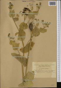 Smyrnium perfoliatum L., Western Europe (EUR) (Romania)