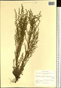 Artemisia scoparia Waldst. & Kit., Siberia, Baikal & Transbaikal region (S4) (Russia)