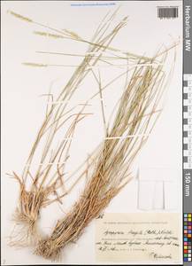 Agropyron fragile (Roth) P.Candargy, Middle Asia, Caspian Ustyurt & Northern Aralia (M8) (Kazakhstan)