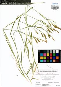 Carex arnellii Christ ex Scheutz, Siberia, Baikal & Transbaikal region (S4) (Russia)