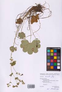 Alchemilla sarmatica Juz., Eastern Europe, Central region (E4) (Russia)