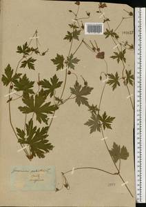 Geranium palustre L., Eastern Europe, Moscow region (E4a) (Russia)