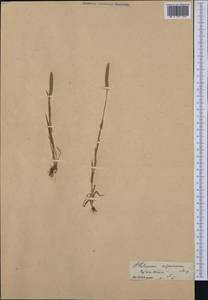 Phleum paniculatum Huds., Western Europe (EUR) (France)