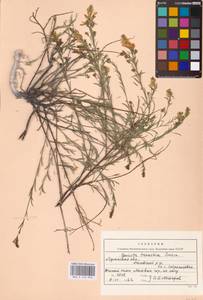 Genista tinctoria subsp. tinctoria, Eastern Europe, North Ukrainian region (E11) (Ukraine)