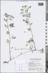 Artemisia pontica L., Eastern Europe, Central forest-and-steppe region (E6) (Russia)