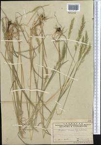 Trisetum spicatum (L.) K.Richt., Middle Asia, Northern & Central Tian Shan (M4) (Kazakhstan)