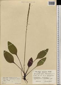 Plantago asiatica L., Siberia, Russian Far East (S6) (Russia)