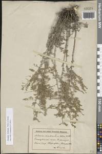Artemisia lercheana Weber ex Stechm., Eastern Europe, Lower Volga region (E9) (Russia)