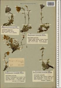 Campanula saxifraga subsp. saxifraga, Caucasus, Stavropol Krai, Karachay-Cherkessia & Kabardino-Balkaria (K1b) (Russia)