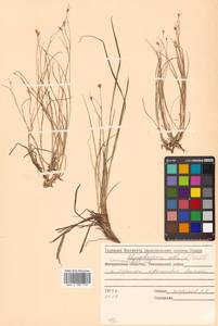 Rhynchospora alba (L.) Vahl, Siberia, Russian Far East (S6) (Russia)
