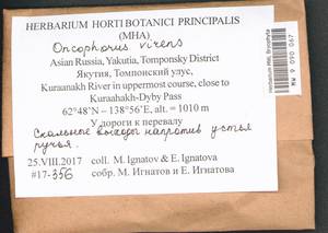 Oncophorus virens (Hedw.) Brid., Bryophytes, Bryophytes - Yakutia (B19) (Russia)