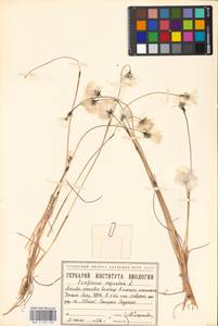 Eriophorum vaginatum L., Siberia, Western Siberia (S1) (Russia)