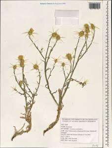 Centaurea solstitialis L., South Asia, South Asia (Asia outside ex-Soviet states and Mongolia) (ASIA) (Iran)