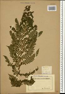 Dryopteris filix-mas (L.) Schott, Crimea (KRYM) (Russia)