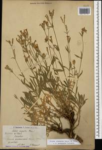 Silene sisianica Boiss. & Buhse, Caucasus, Armenia (K5) (Armenia)