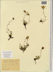 Campanula saxifraga M.Bieb., Caucasus, Stavropol Krai, Karachay-Cherkessia & Kabardino-Balkaria (K1b) (Russia)