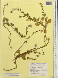 Alliaria taurica (Adam) V. I. Dorof., Caucasus, Dagestan (K2) (Russia)