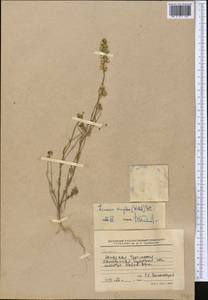 Linaria simplex (Willd.) DC., Middle Asia, Karakum (M6) (Turkmenistan)