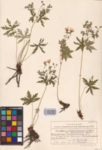 Geranium pseudosibiricum J. Mayer, Eastern Europe, Eastern region (E10) (Russia)