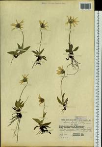 Arnica griscomii subsp. frigida (Iljin) S. J. Wolf, Siberia, Chukotka & Kamchatka (S7) (Russia)