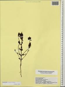 Pedicularis pennellii Hultén, Siberia, Central Siberia (S3) (Russia)