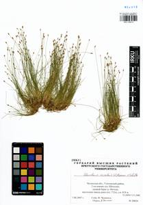 Eleocharis acicularis (L.) Roem. & Schult., Siberia, Baikal & Transbaikal region (S4) (Russia)