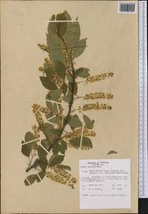 Prunus serotina Ehrh., America (AMER) (United States)