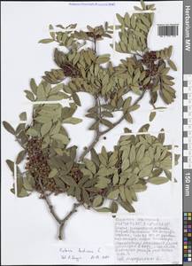 Rhamnus alaternus L., Western Europe (EUR) (Greece)