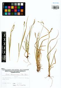 Carex brunnescens (Pers.) Poir., Siberia, Baikal & Transbaikal region (S4) (Russia)