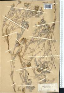 Astragalus candidissimus Ledeb., Middle Asia, Muyunkumy, Balkhash & Betpak-Dala (M9) (Kazakhstan)