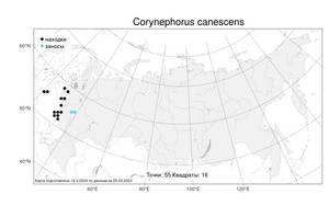 Corynephorus canescens (L.) P.Beauv., Atlas of the Russian Flora (FLORUS) (Russia)