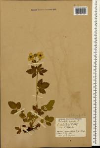Drymocallis rupestris (L.) Soják, Caucasus, Georgia (K4) (Georgia)