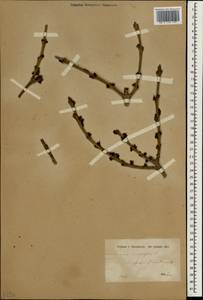 Fraxinus angustifolia subsp. angustifolia, South Asia, South Asia (Asia outside ex-Soviet states and Mongolia) (ASIA) (Syria)