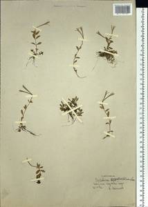 Epilobium anagallidifolium Lam., Siberia, Western Siberia (S1) (Russia)