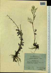 Artemisia leucophylla (Turcz. ex Besser) C. B. Clarke, Siberia, Russian Far East (S6) (Russia)