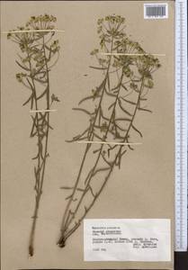 Euphorbia pamirica (Prokh.) Prokh., Middle Asia, Pamir & Pamiro-Alai (M2) (Tajikistan)