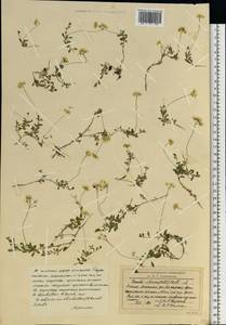 Draba sibirica (Pall.) Thell., Siberia, Western Siberia (S1) (Russia)