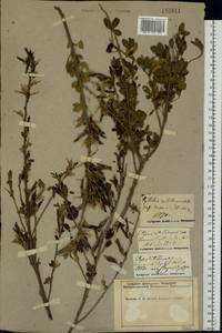 Chamaecytisus ruthenicus (Fisch. ex Woł.) Klásk., Eastern Europe, Middle Volga region (E8) (Russia)