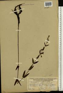 Scutellaria galericulata L., Eastern Europe, Volga-Kama region (E7) (Russia)