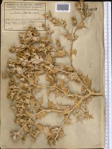 Cousinia resinosa Juz., Middle Asia, Syr-Darian deserts & Kyzylkum (M7) (Kazakhstan)