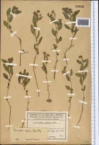 Tournefortia sogdiana (Bunge) Popov, Middle Asia, Syr-Darian deserts & Kyzylkum (M7) (Kazakhstan)