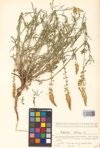 Reseda lutea L., Eastern Europe, Lower Volga region (E9) (Russia)