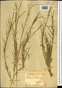 Cleistogenes serotina (L.) Keng, Caucasus, North Ossetia, Ingushetia & Chechnya (K1c) (Russia)