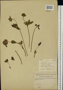 Trifolium pratense L., Eastern Europe, Central forest-and-steppe region (E6) (Russia)