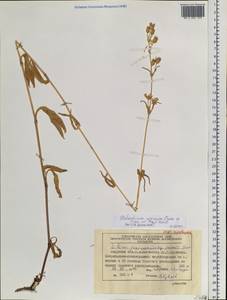 Silene aprica Turcz. ex Fisch. & C. A. Mey., Siberia, Russian Far East (S6) (Russia)