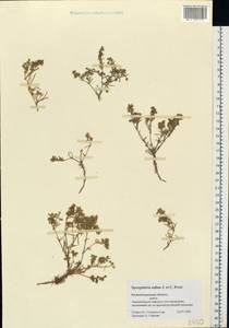 Spergularia marina (L.) Besser, Eastern Europe, North-Western region (E2) (Russia)