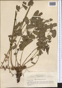 Onobrychis grandis Lipsky, Middle Asia, Pamir & Pamiro-Alai (M2) (Tajikistan)